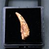 Diente de Siroccopteryx moroccensis
