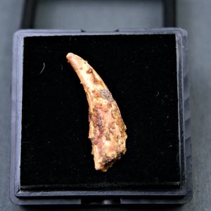 Diente de Siroccopteryx moroccensis