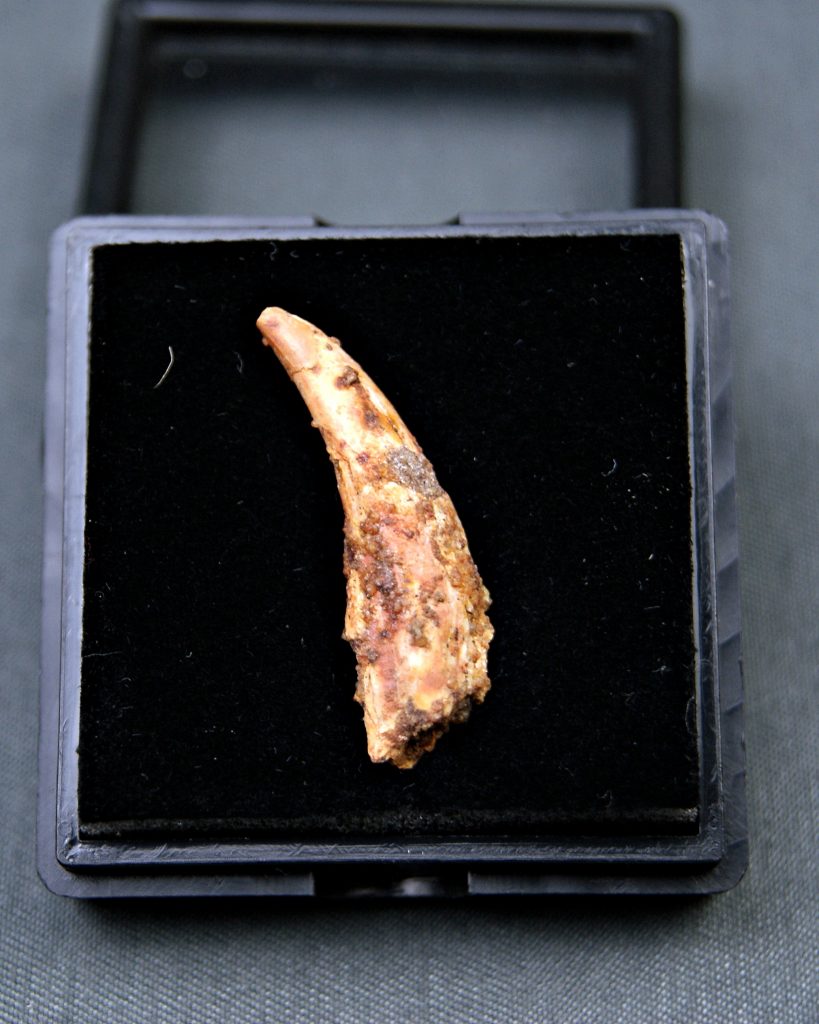 Diente de Siroccopteryx moroccensis