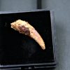 Diente de Siroccopteryx moroccensis
