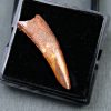 Diente de Coloborhynchus fluviferox