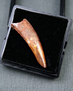 Diente de Coloborhynchus fluviferox