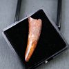Diente de Coloborhynchus fluviferox