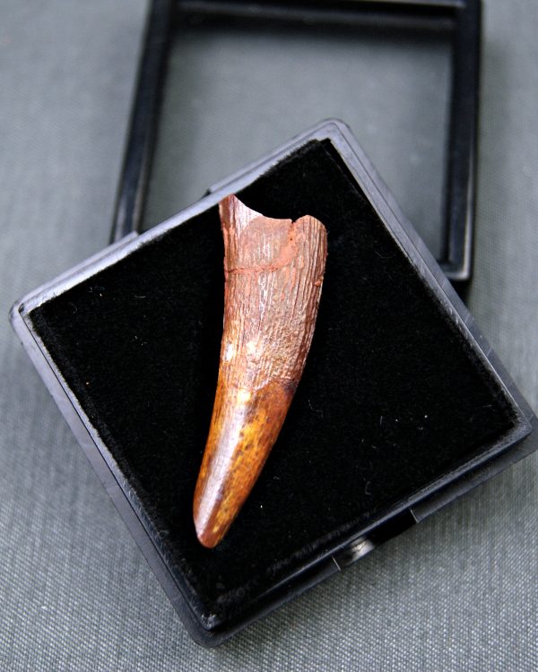 Diente de Coloborhynchus fluviferox