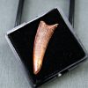 Diente de Coloborhynchus fluviferox