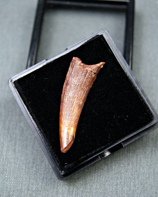 Diente de Coloborhynchus fluviferox