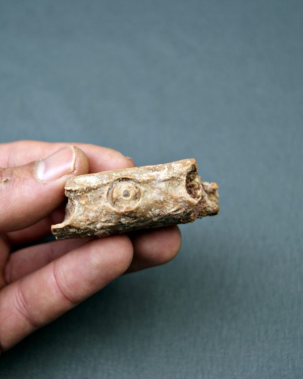 Mandíbula parcial de Spinosaurus