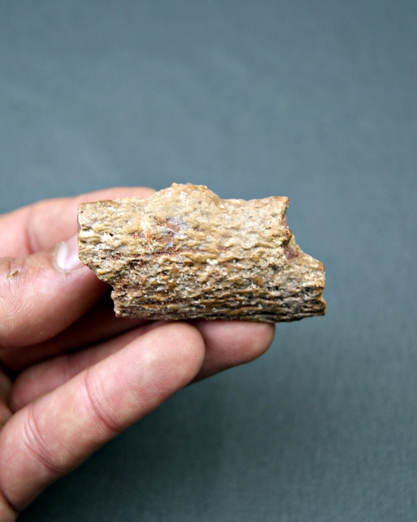 Mandíbula parcial de Spinosaurus