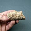 Mandíbula parcial de Spinosaurus