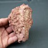 Hueso parcial de dinosaurio