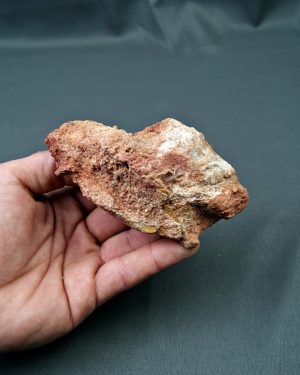 Hueso parcial de dinosaurio