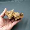 SONY DSC Vértebra de Spinosaurus