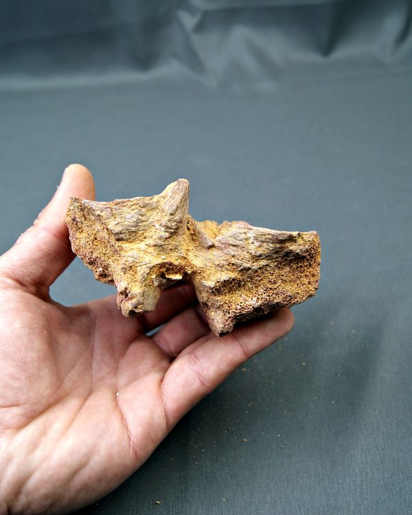SONY DSC Vértebra de Spinosaurus