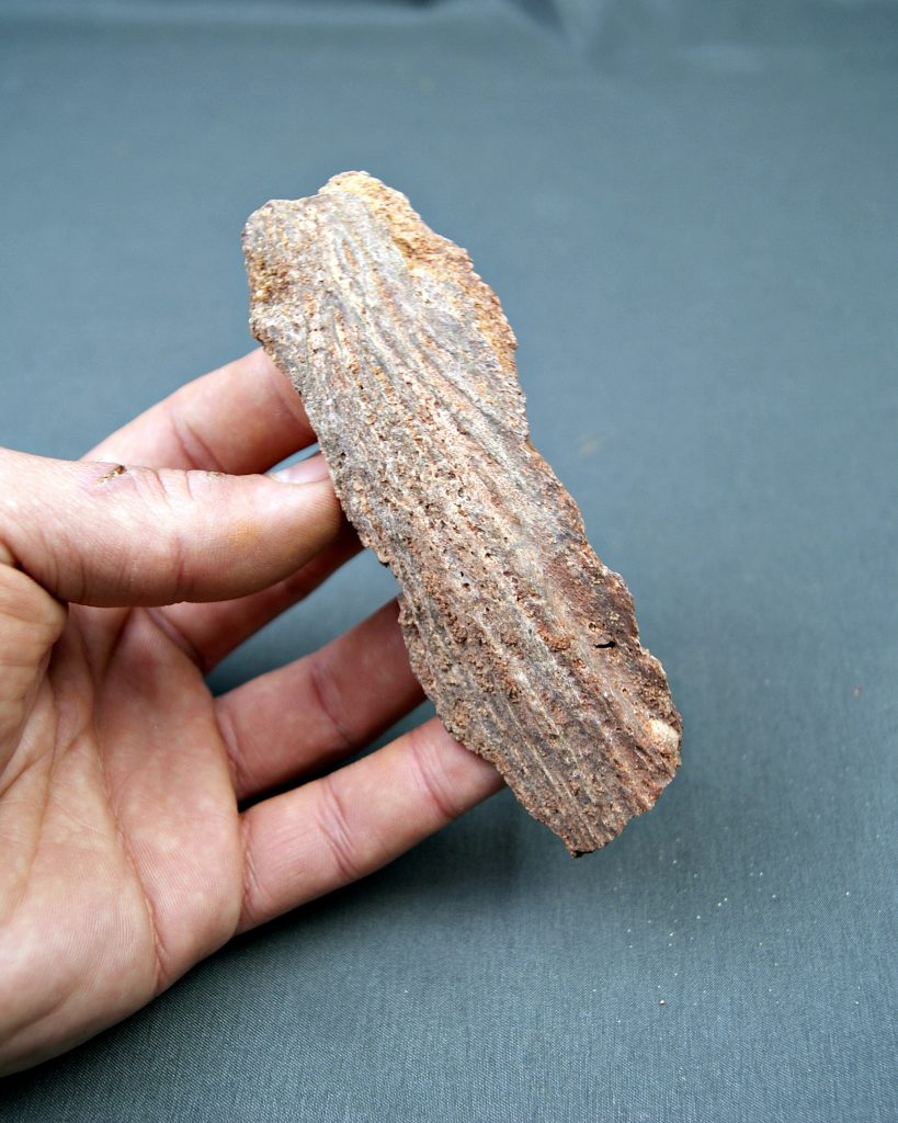 Cráneo parcial Celacanto (Mawsoniidae)