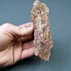 Cráneo parcial Celacanto (Mawsoniidae)