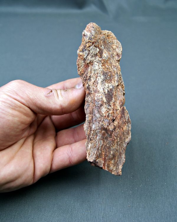 Cráneo parcial Celacanto (Mawsoniidae)