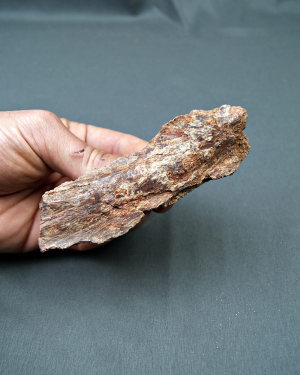 Cráneo parcial Celacanto (Mawsoniidae)