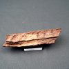 Mandíbula parcial de Spinosaurus