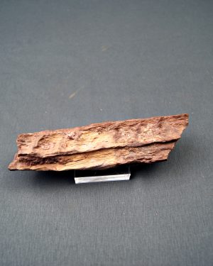 Mandíbula parcial de Spinosaurus
