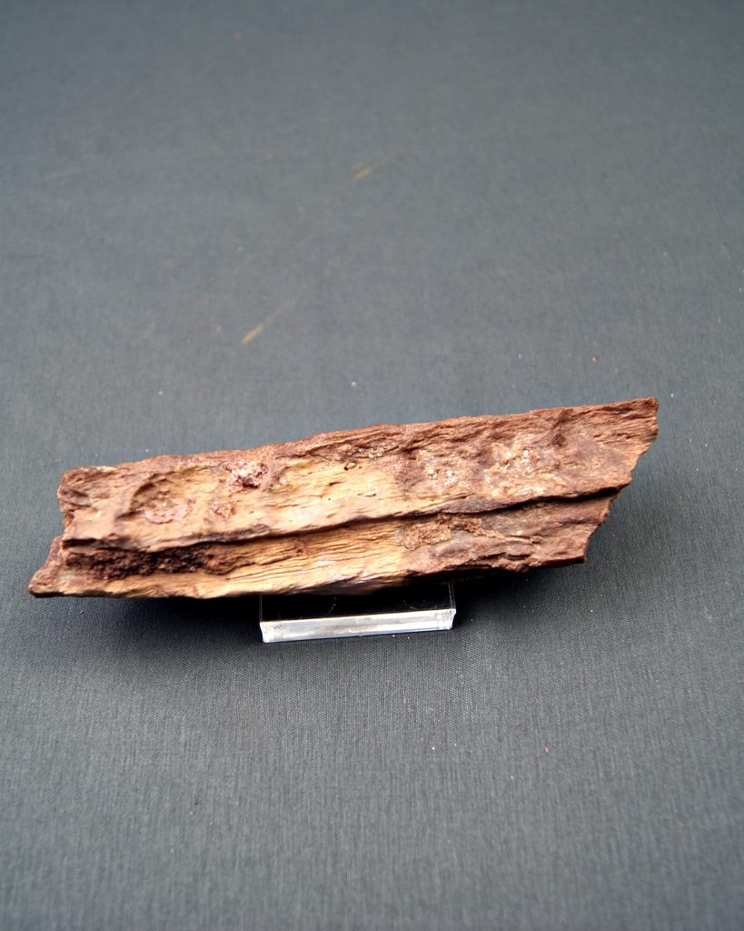 Mandíbula parcial de Spinosaurus