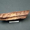 Mandíbula parcial de Spinosaurus
