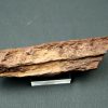 Mandíbula parcial de Spinosaurus