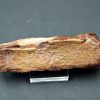 Mandíbula parcial de Spinosaurus