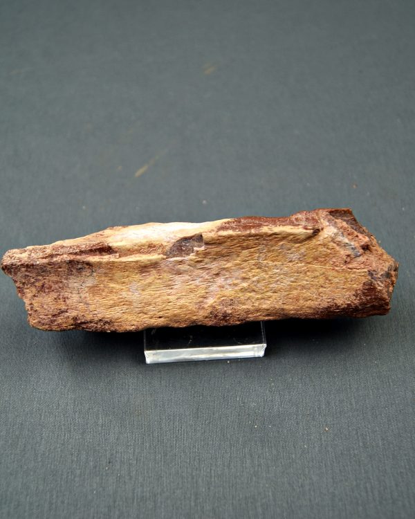 Mandíbula parcial de Spinosaurus