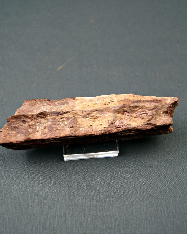 Mandíbula parcial de Spinosaurus