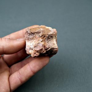 Vértebra de terópodo indeterminado