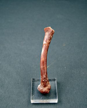 Metatarso de dromaeosaurio (raptor)