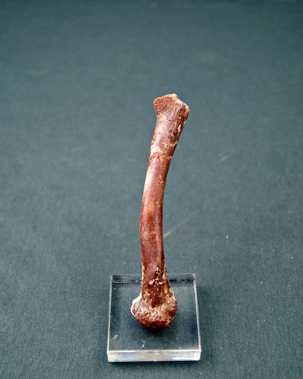 Metatarso de dromaeosaurio (raptor)