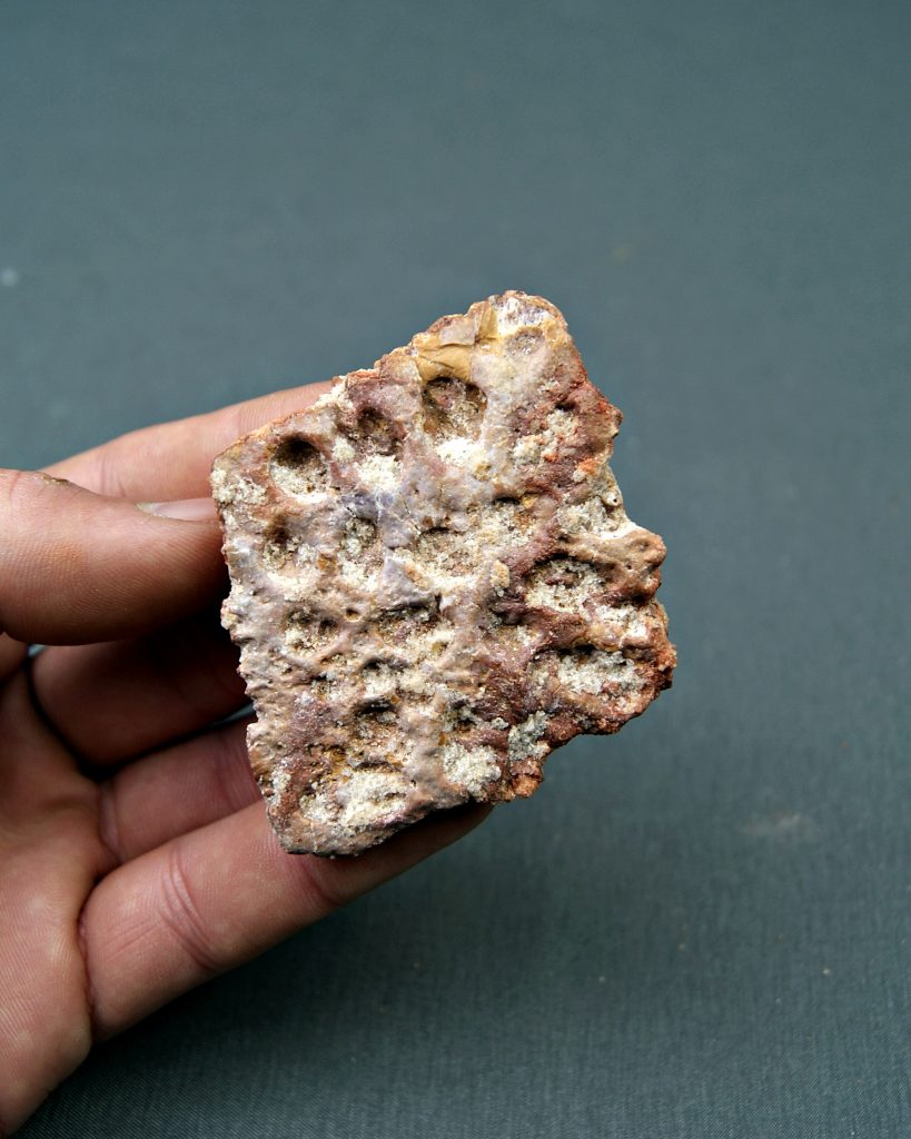 Osteodermo de cocodrilo