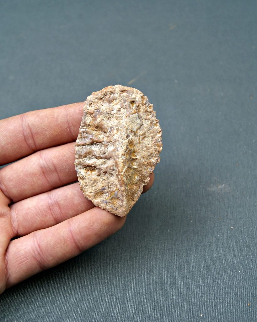 Osteodermo craneal de cocodrilo
