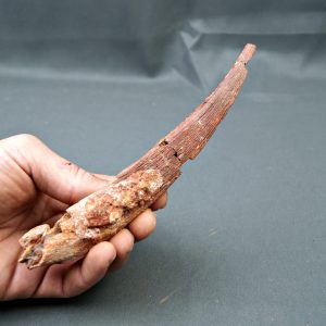 Espina dorsal Hybodus