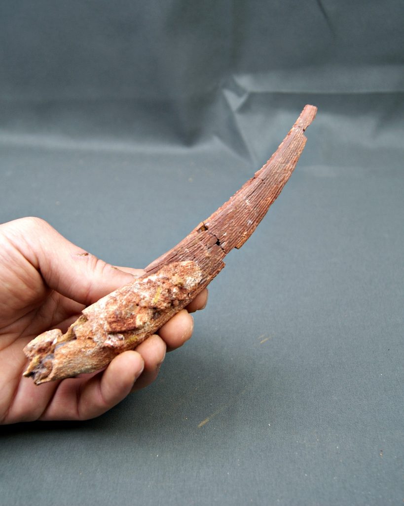 Espina dorsal Hybodus