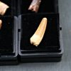 Spinosaurus aegyptiacus (und)