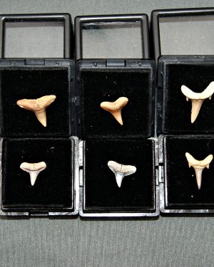 Tiburón varias especies (und)