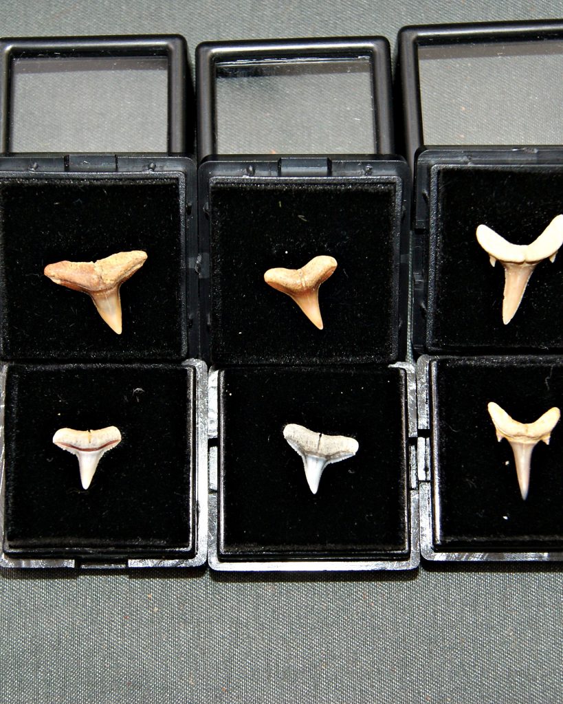 Tiburón varias especies (und)