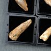 Spinosaurus aegyptiacus (und)