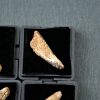 Spinosaurus aegyptiacus (und)