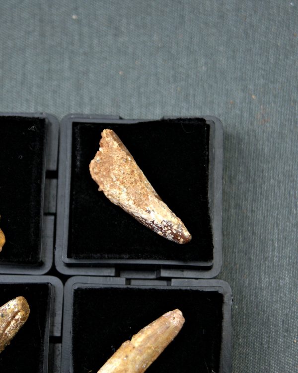 Spinosaurus aegyptiacus (und)