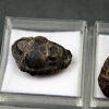 Trilobite Phacops (und)