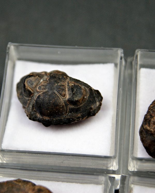 Trilobite Phacops (und)