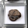 Trilobite Phacops (und)