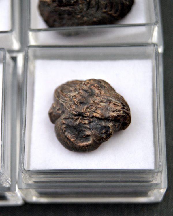Trilobite Phacops (und)