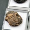 Trilobite Phacops (und)