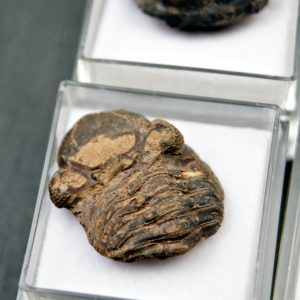 Trilobite Phacops (und)
