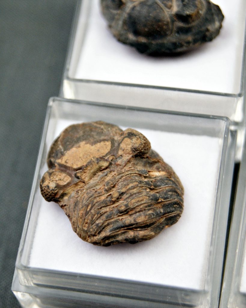 Trilobite Phacops (und)