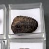 Trilobite Phacops (und)